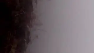 Дикие утки на луже и три гуменника