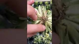 Коллекционные кактусы в Агро-ОПТ Махачкала
