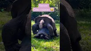 Есть ли Секс туризм в Кении? А то! 