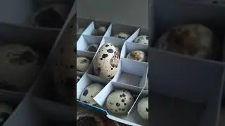 Вот что нашел в коробке с яйцами. 
