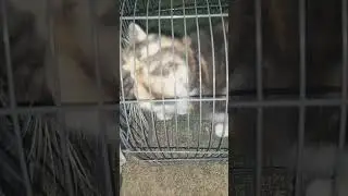 "I need food human"