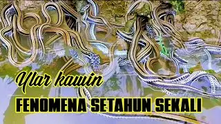 Ular kawin / fenomena alam #petualanganalamdesaku 