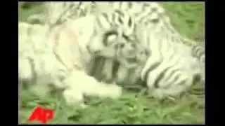 2 СМЕШНЫЕ И УСАТЫЕ