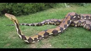 Video Gambar Ular Sanca - Phyton