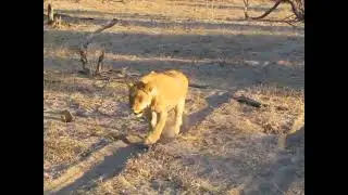 Lion approaches