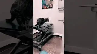Смешные и пугливые 😂😂😂