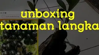 Nyobain beli tanaman langka si hitam juwet