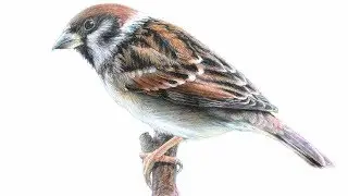 Как нарисовать воробья цветными карандашами