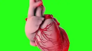 ❤️ Heart ❤️ heart beat ❤️ heart green screen video ❤️Dil❤️ heart green screen, animation video❤️