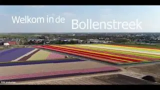 Bloemenvelden in de Bollenstreek