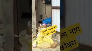 King Cobra 🐍, Rajasthan Thar desert। be careful #kingcobra #trendingshorts #rajasthan