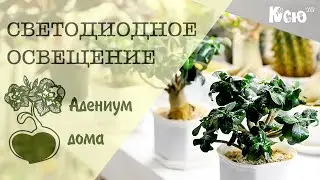 Адениум дома: Светодиодное освещение комнатных растений.