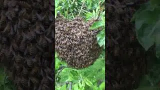 Рой пчёл на яблоне