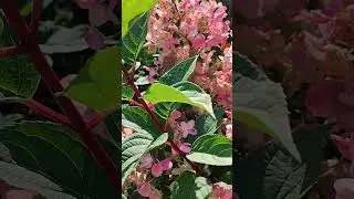 ВДЫХАЮ АРОМАТЫ АВГУСТА#ПОЭТИЧЕСКАЯ МИНУТКА#