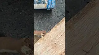 Curious little guy came to visit me at work
