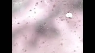 Caviar of the dascyllus