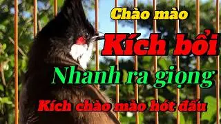 chào mào hót kích bổi  | kích chim căng lửa | chào mào luyện giọng