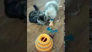 Maine coon cats and dog