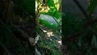Pusang gala#pacute #cat #shorts #shortvideo