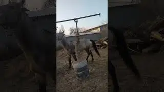 Атты ушундай кылып суутуш керек экен туугандар