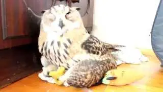 Мило засыпающий филин