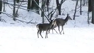 Благородные олени. Кормящая оленуха с больной ногой || Female red deer with a sore leg