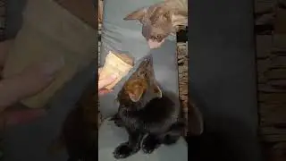 Соболь рычит как питбуль, делиться со сфинксом не намерен👿