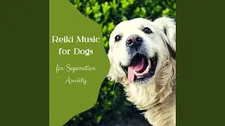 Playful Ambiance for Pups