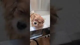 Blow Dry😀😀🐩 #shorts #dog