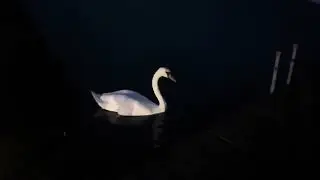 Swan eats pizza