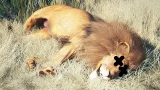 Hunting Lions in theHunter COTW!