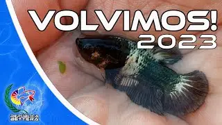 1ra Selección de bettas de este año 2023
