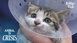 Where A Mother Cat Was Protecting Her Kittens l Animal in Crisis Ep 339