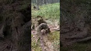 За грибами в Австрии