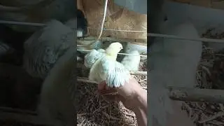 цыплята брама 10 дней