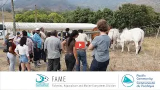How to protect the Pacific region from transboundary animal disease