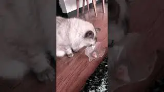 La Gata Iris - Una Gata comiendo pollo❤️
