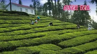 We integrate the entire tea industry ecosystem to source and sell premium teas