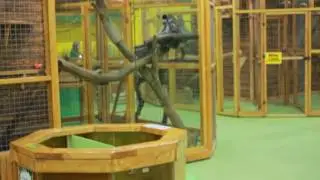 Ручной зоопарк г. Смоленск ТРЦ "Макси"