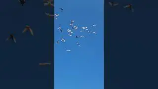 Душанбинские и Бакинские голуби Александра,начинают разыгрываться.