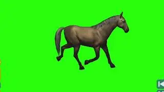 horse running -4 green screen video