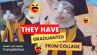 the cats and kittens || funny cats videos compilation (14)