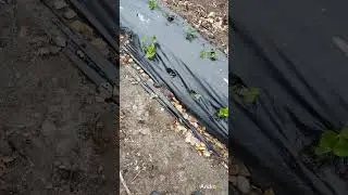 Стимулирующая подкормка поздней высадки рассады клубники