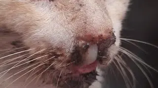 ADA kucing jalanan lagi sakit mau diobatin#shorts  agungcenel99