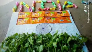 Odia tik tak ,January 26