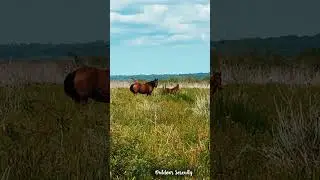 Wild Horses and Baby Foal