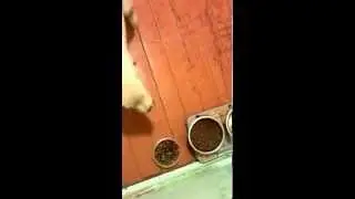 Тимон выполняет команды
