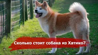 MOST EXPENSIVE DOG BREEDS IN THE WORLD