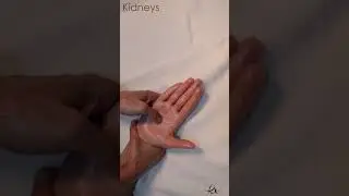 Palm massage 18 (kidneys)
