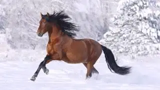 Цыганская песня